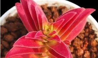 神秘面具男红叶之刃的组合技叫什么 小红叶组合